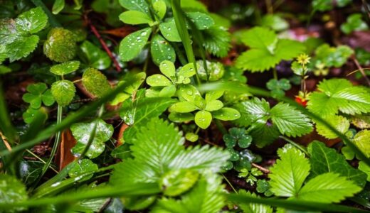 【梅雨の過ごし方】うつやせきや痛みを撃退する【余分な水分を体の外へ追い出す】